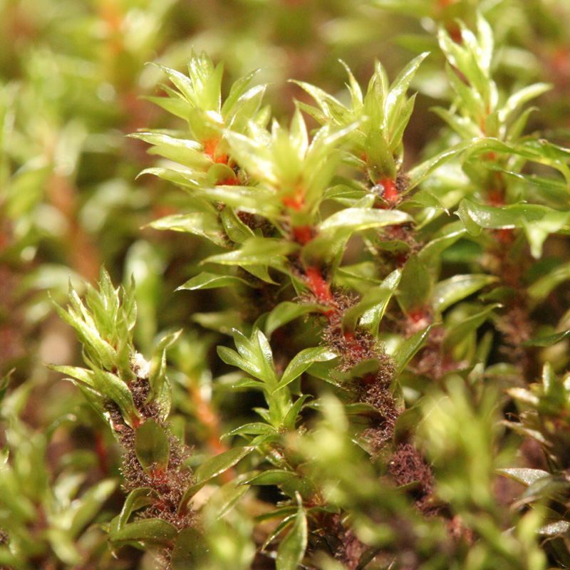 Bryum pseudotriquetrum